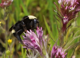 Bee on Owls Clover 