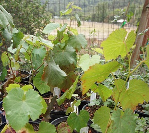 Vitis californica (California Wild Grape) Vitis californica (California Wild Grape)